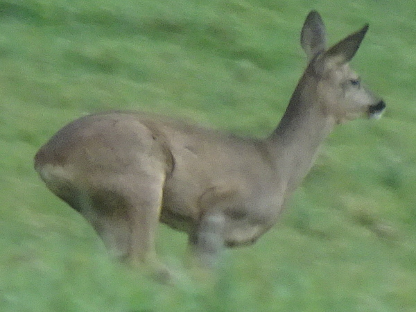 Photographie d'un chevreuil mâle (de profil) en pleine course