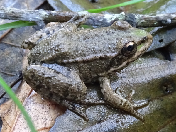 Photographie d'une grenouille verte