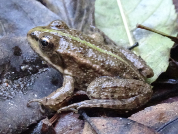 Photographie d'une grenouille verte