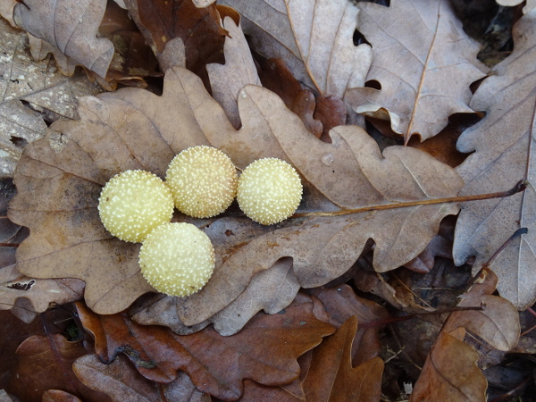 Photographies de galles-cerises du chêne